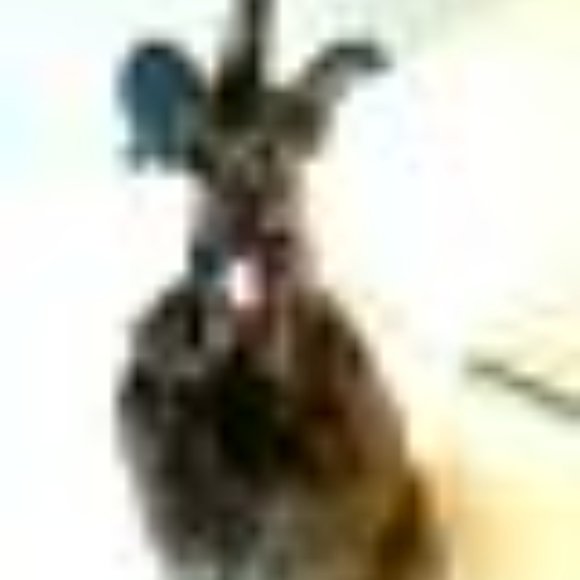 #6 GLASS BLOWN ELEPHANT COVERED IN 24 KARAT GOLD ON TOP OF AMETHYST SOG GALLERY - Picture 8 of 11